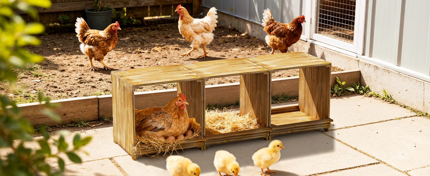 Cajas de anidación de madera de pino para gallinas, 3 compartimentos