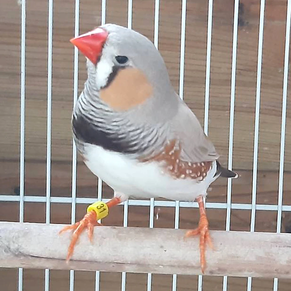 Tabla de tamaños para diferentes especies de aves