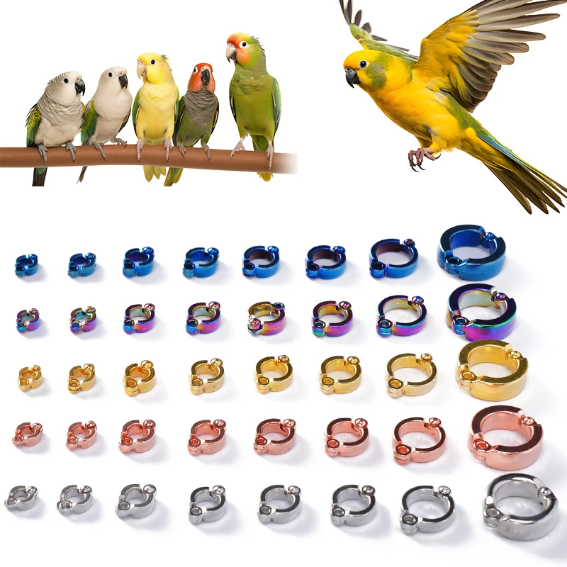 Anillo de pie para loro en tamaño medio