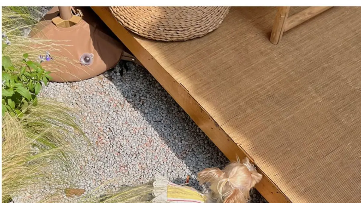 Perro usando el vestido