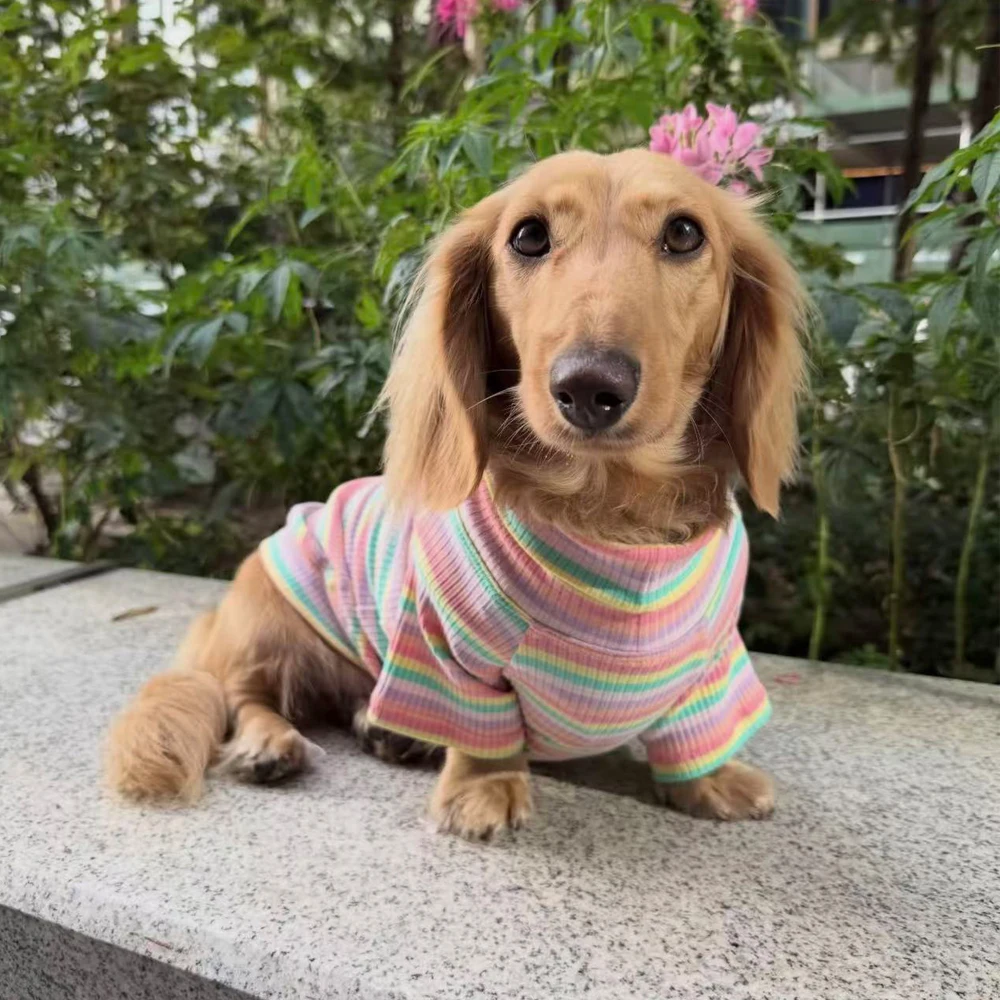 Perro descansando con la ropa puesta