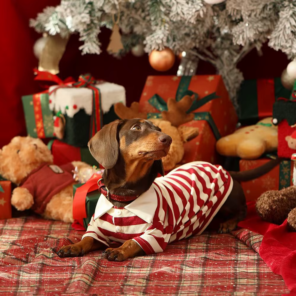 Perro dachshund con sudadera polo