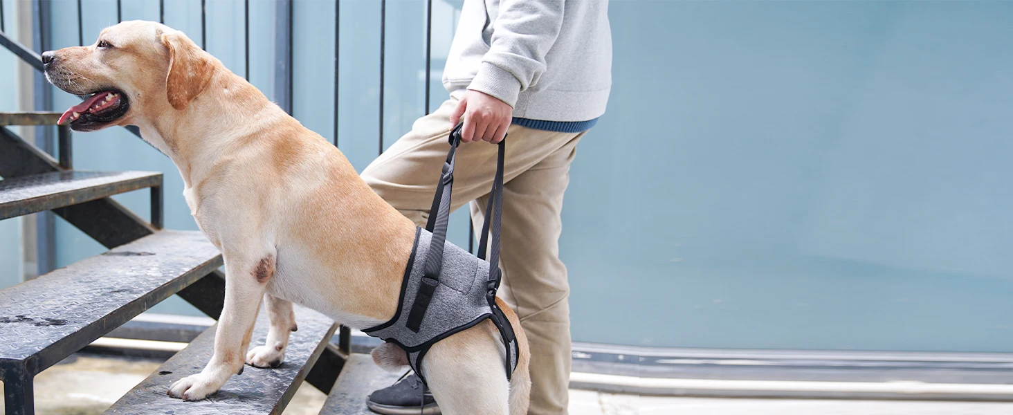 Eslinga de soporte para patas traseras de perro