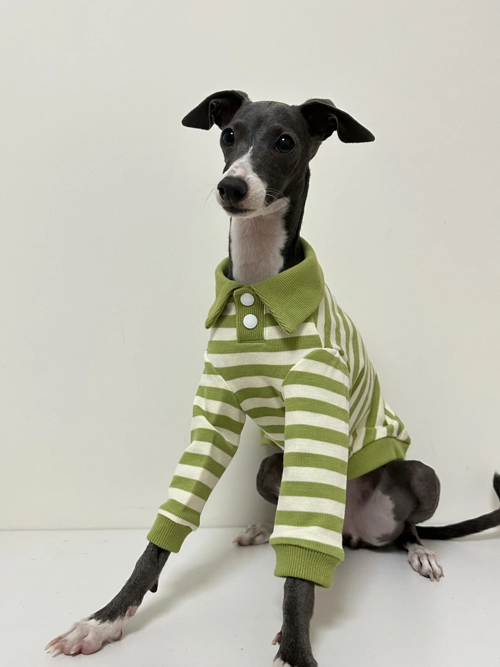 Ejemplo de ajuste en un Bedlington Terrier