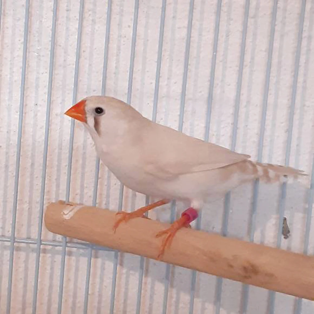Proceso de colocación del anillo en la pata del pájaro