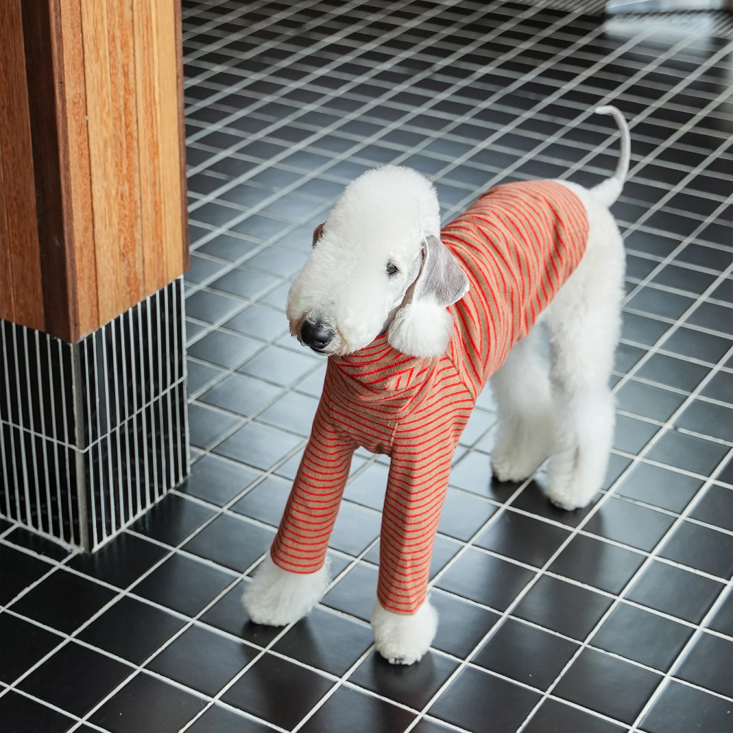 Conjunto completo de ropa para perro