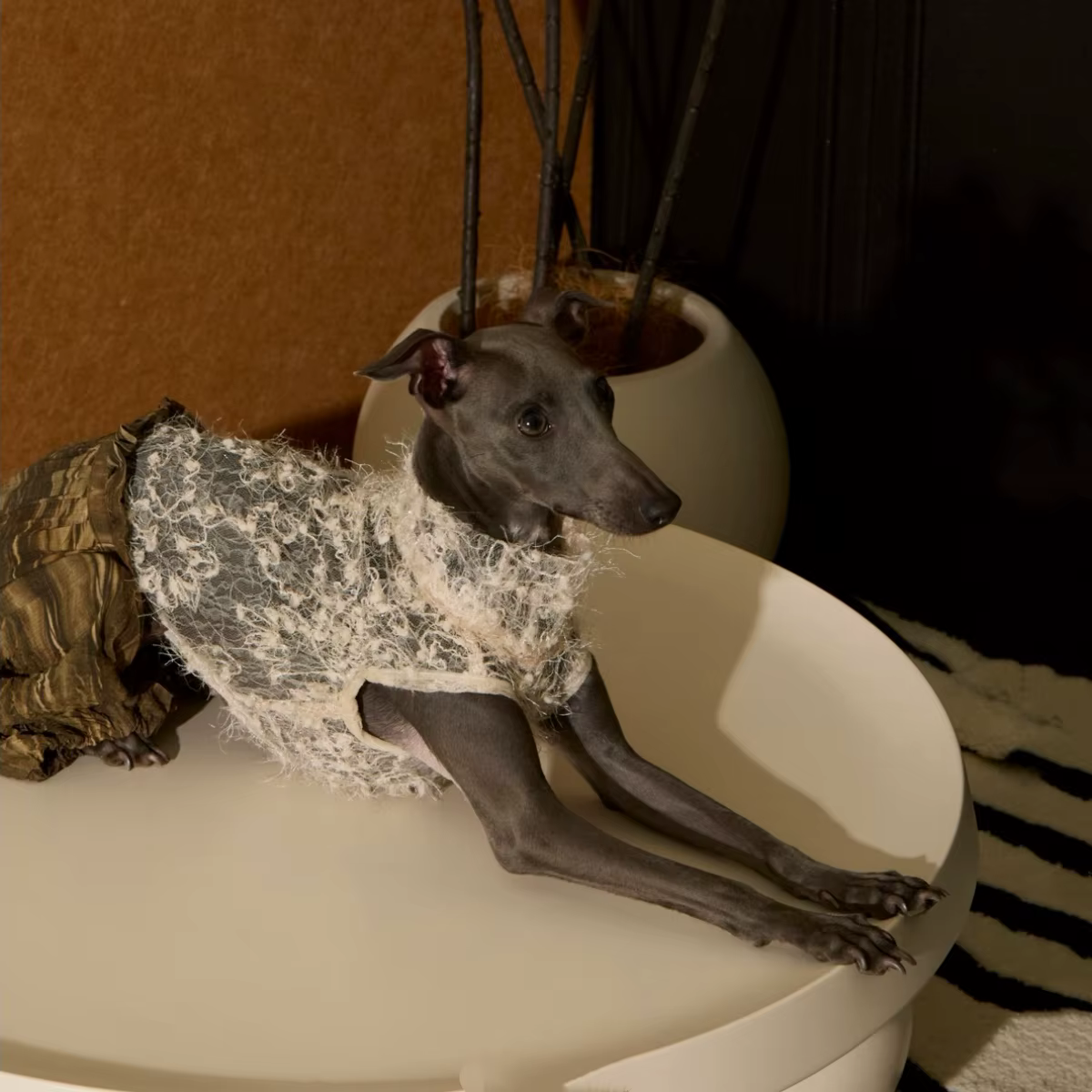Mono ligero con encaje floral para galgo italiano y whippet - imagen 2