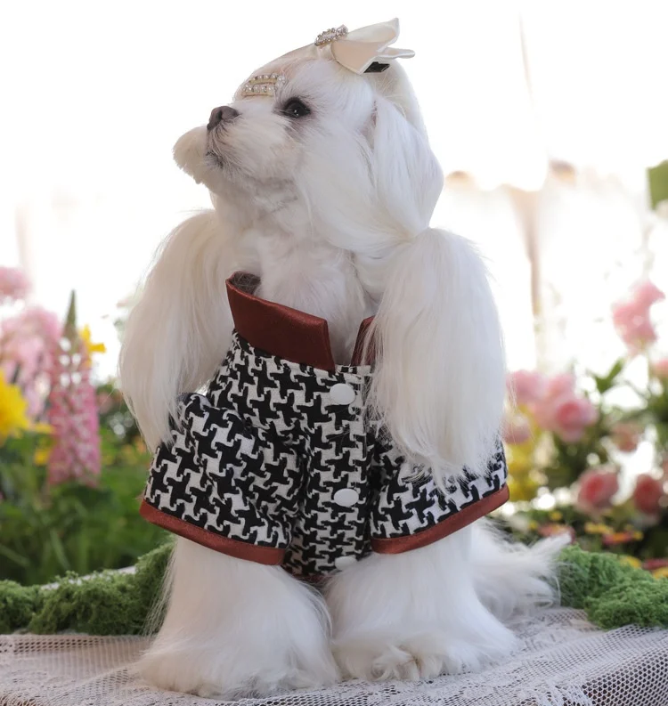 Perro pequeña vestido para fiesta de cumpleaños