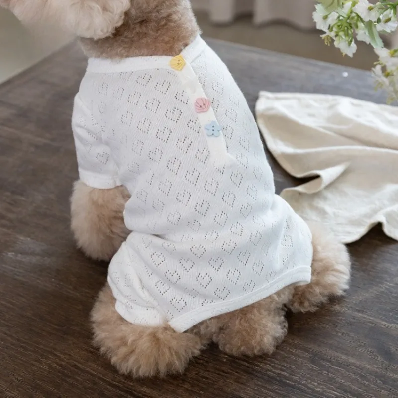Ejemplar en perro pequeño