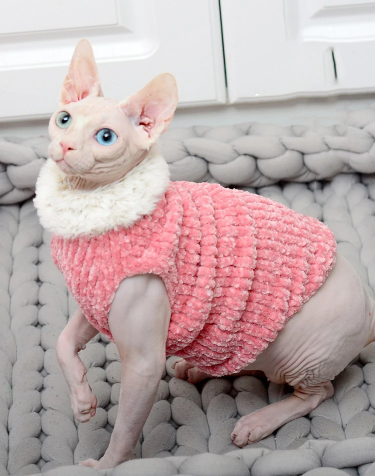 Cat walking outdoors in the fleece sweater