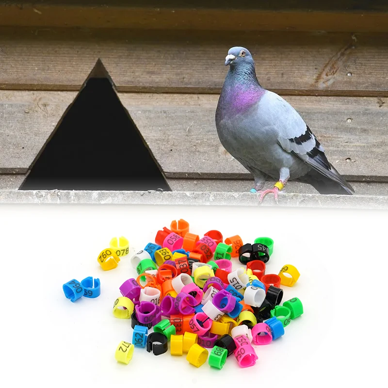 Anillos de colores para aves