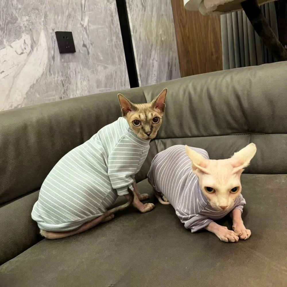 Proceso de colocación del abrigo en un gatito