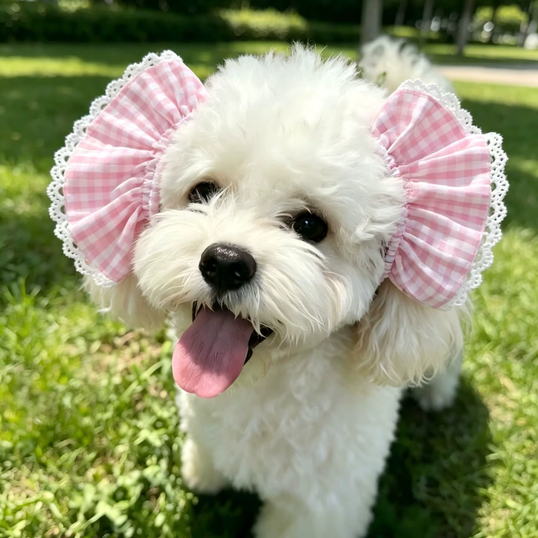 Accesorios para la cabeza de mascotas