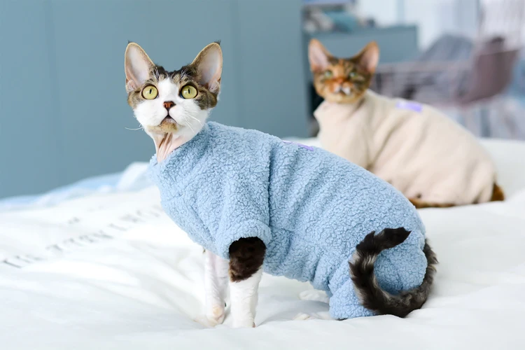 Gato Devon Rex azul jumpsuit