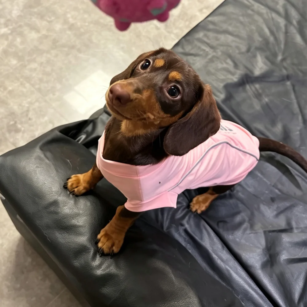 Chaleco ABQP para perro salchicha en uso durante paseo