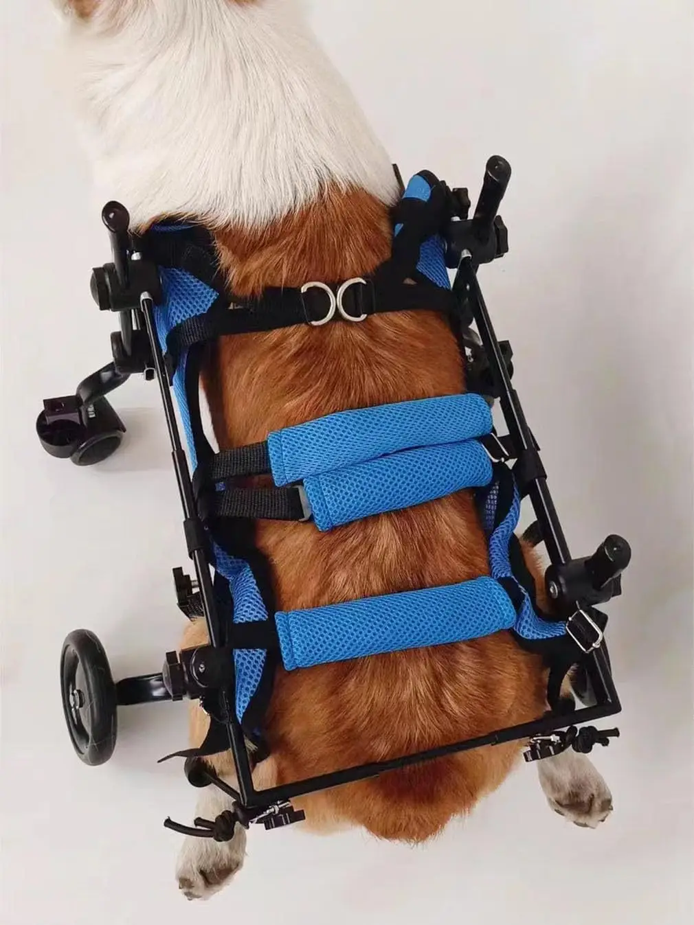 Mascota en reposo