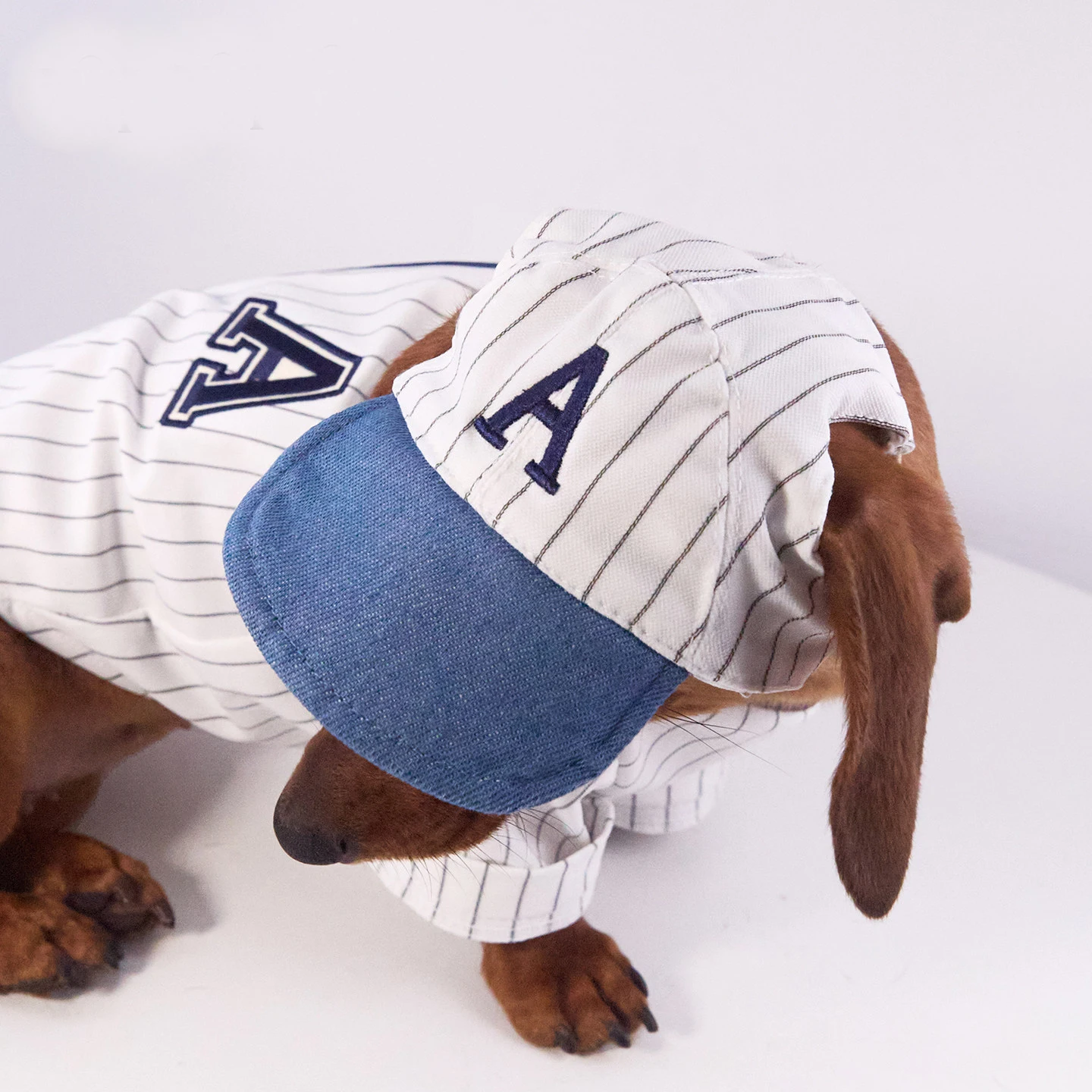 Vista del outfit para dachshund