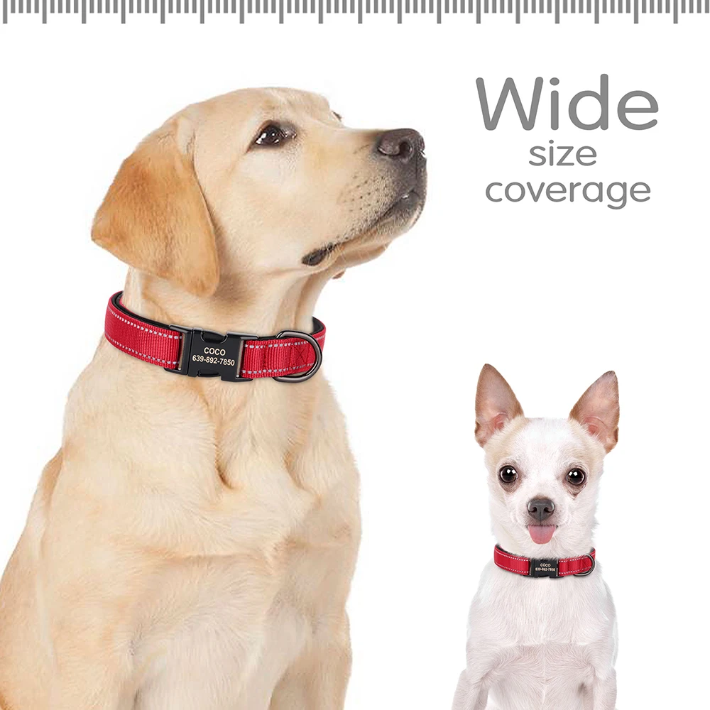 Perro visible de noche
