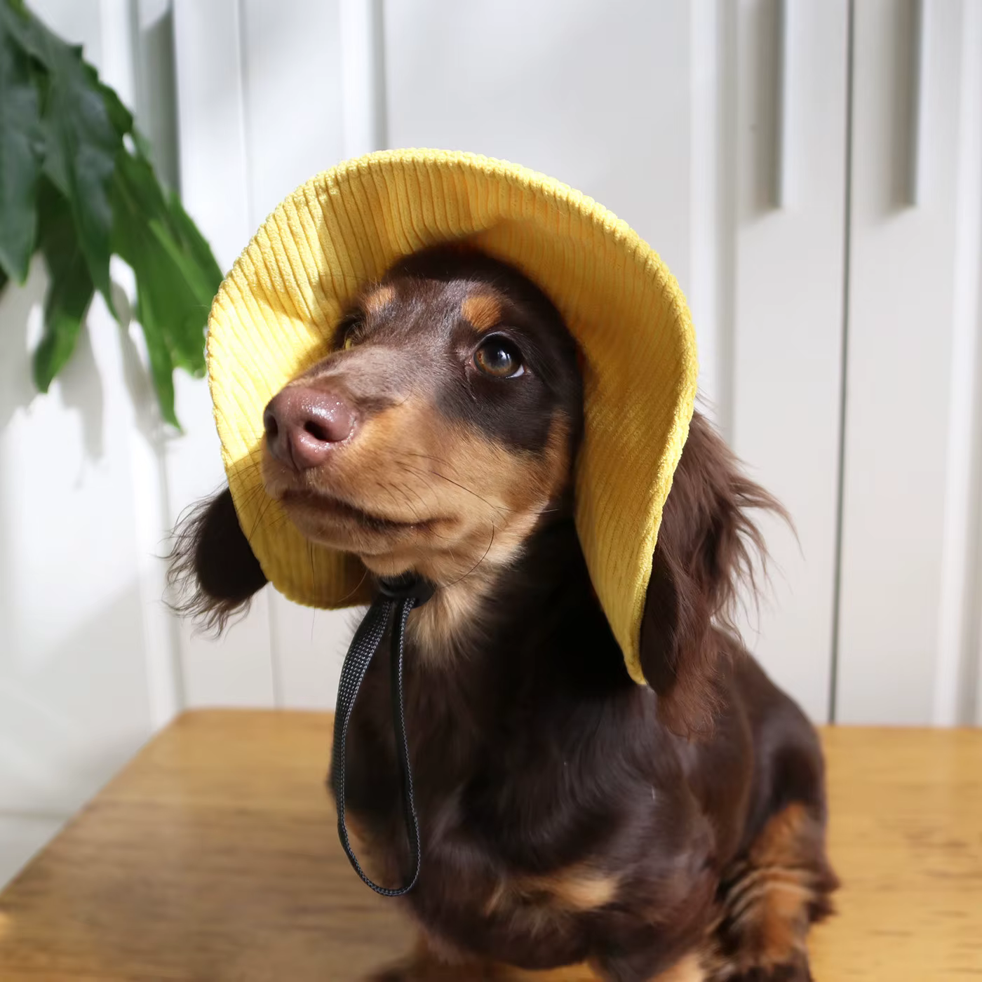 Perro con la gorra puesta disfrutando del exterior