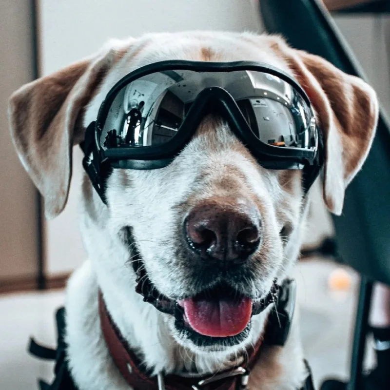Gafas de sol para perros UV: antipolvo y antiviento - imagen 5