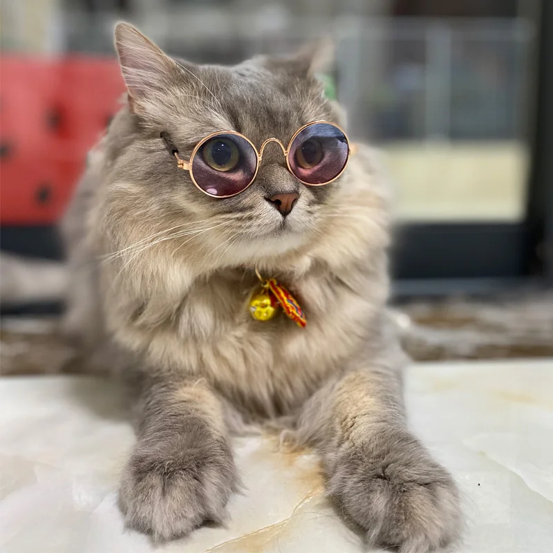 Gafas puestas en un gato siamés mirando hacia la cámara