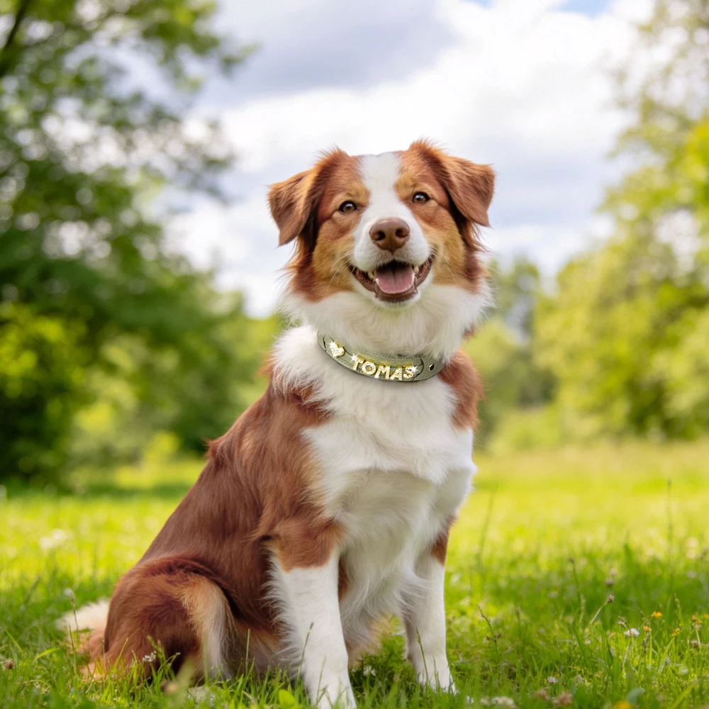 Collar personalizado para perro con nombre grabado - imagen 2