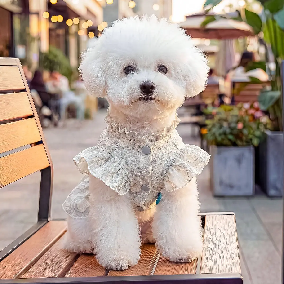 Vestido ajustado a cachorro pequeño
