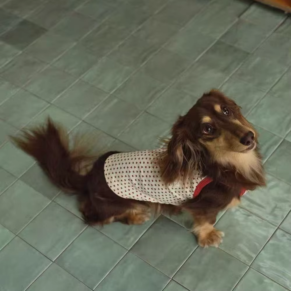 Vestido de algodón con lunares para perros salchicha, falda de verano - imagen 2
