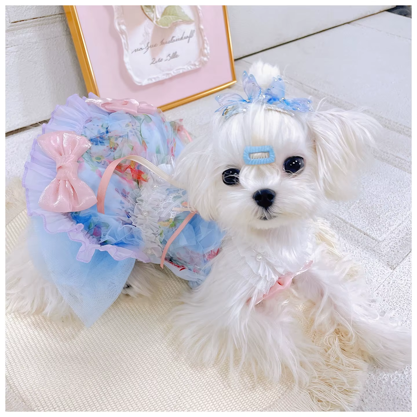 Guía de tallas para ropa de perros pequeños