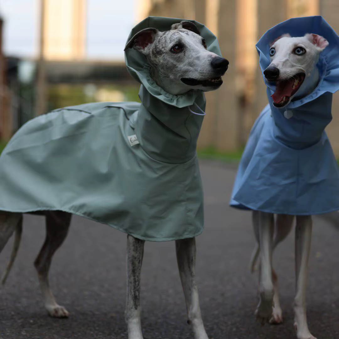 Perro galgo usando la chaqueta en exterior