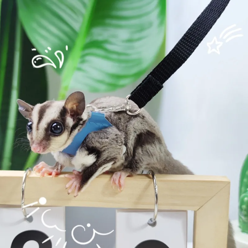 Set completo de arnés y correa para sugar glider