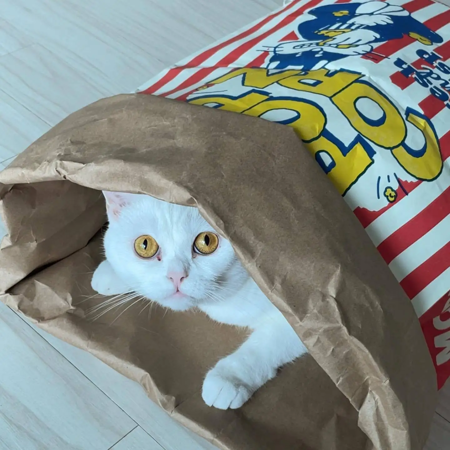 Gato dentro del túnel con forma de palomitas