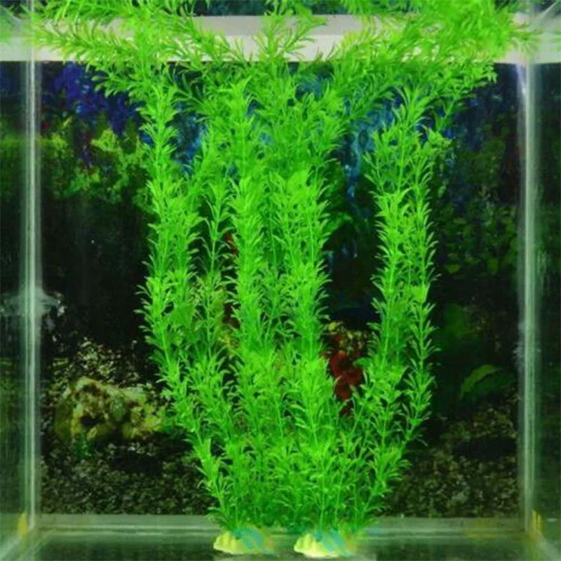 Planta verde en acuario