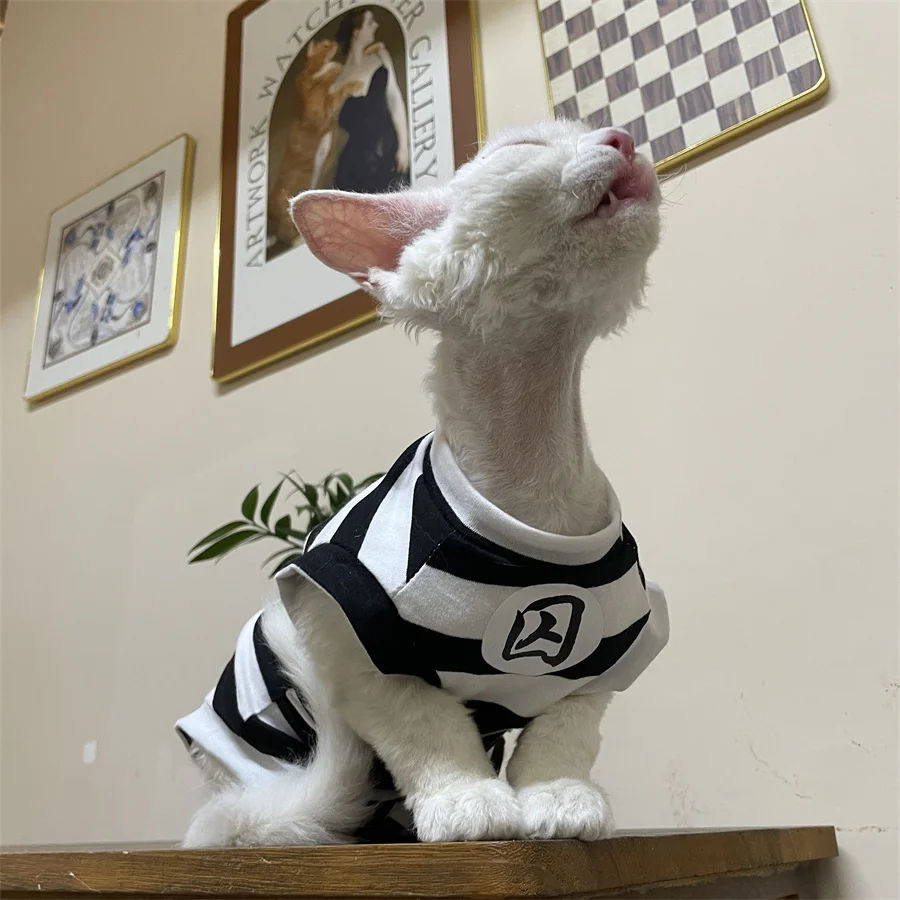 Gato Sphynx usando la camiseta de verano negra con rayas