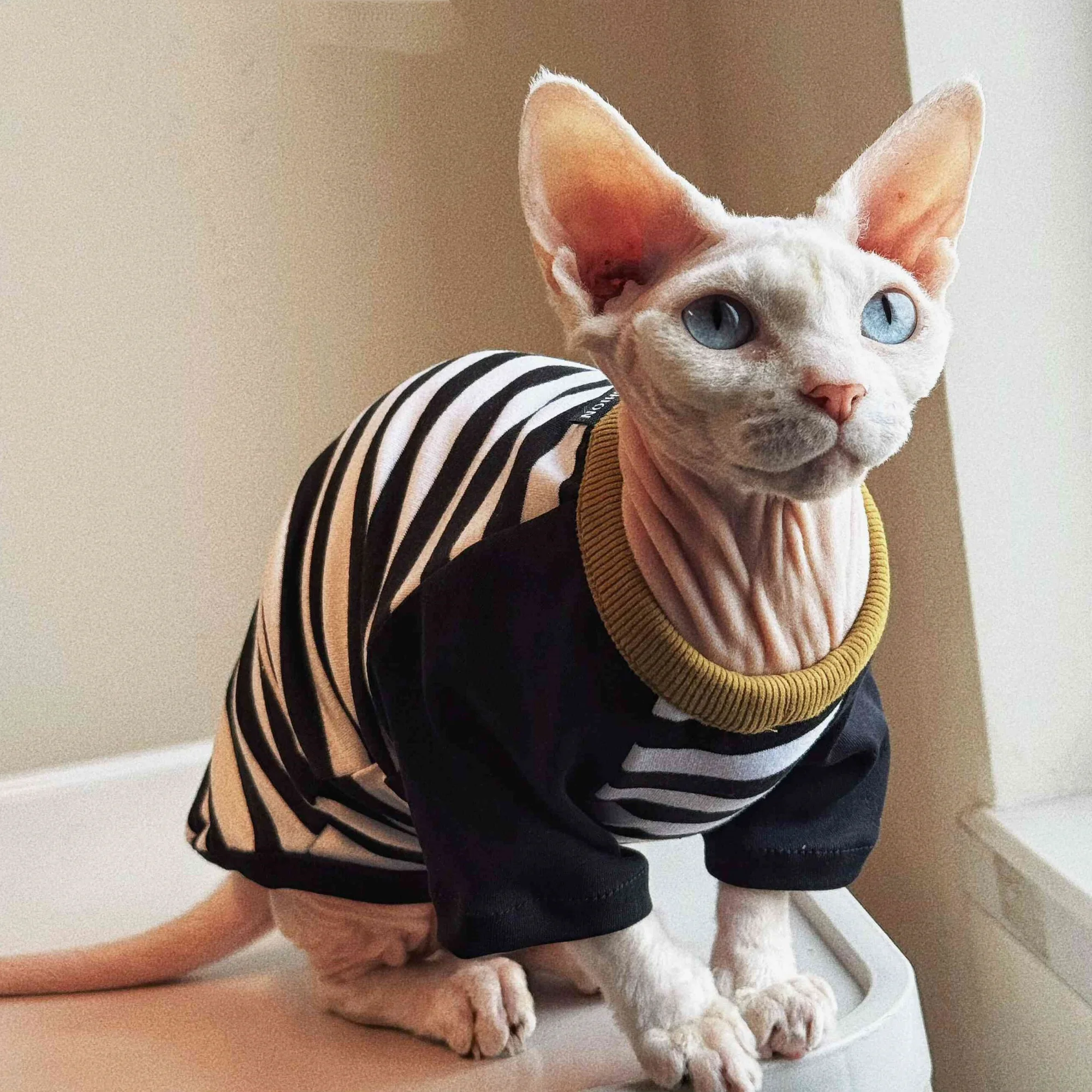 Gato con camiseta rayas 3