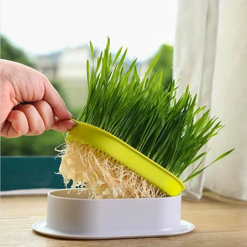 Caja hidropónica para plantar hierba gatera y tazón de cultivo - imagen 5