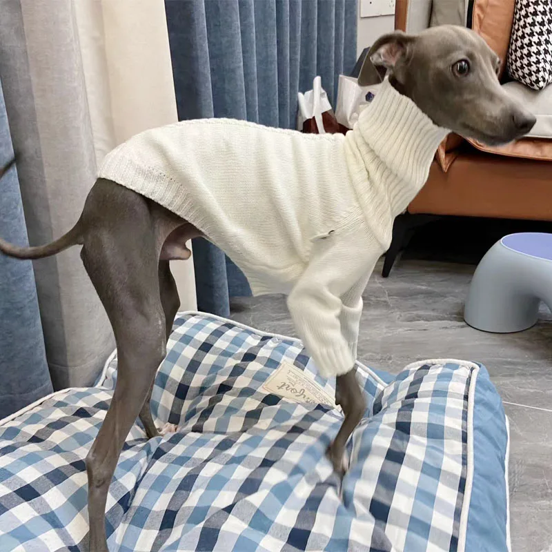 Mascota llevando el suéter en una caminata urbana