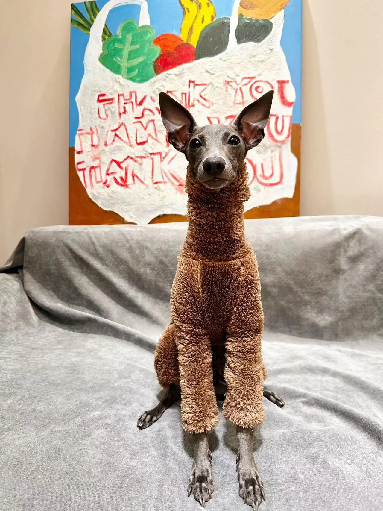 Perro con abrigo térmico durante un paseo invernal