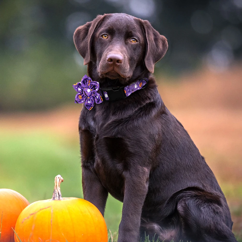 Collar de Halloween para perros pequeños – Diseño calabaza y flores ajustable