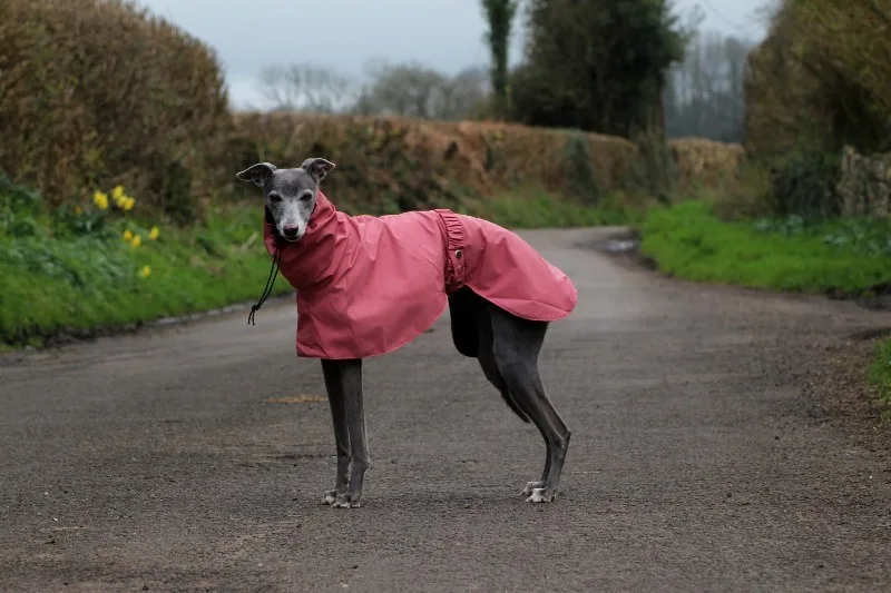 Poncho impermeable para perro grande con forro transpirable