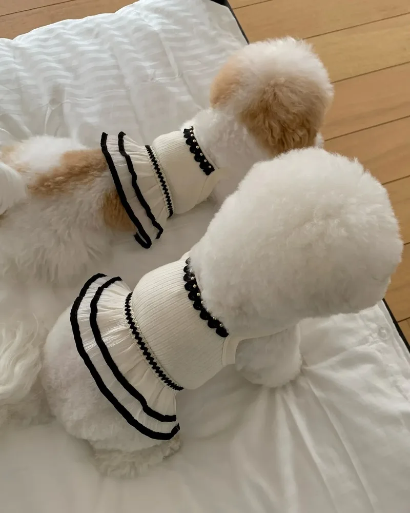 Perro Bichón luciendo el chaleco en tono pastel