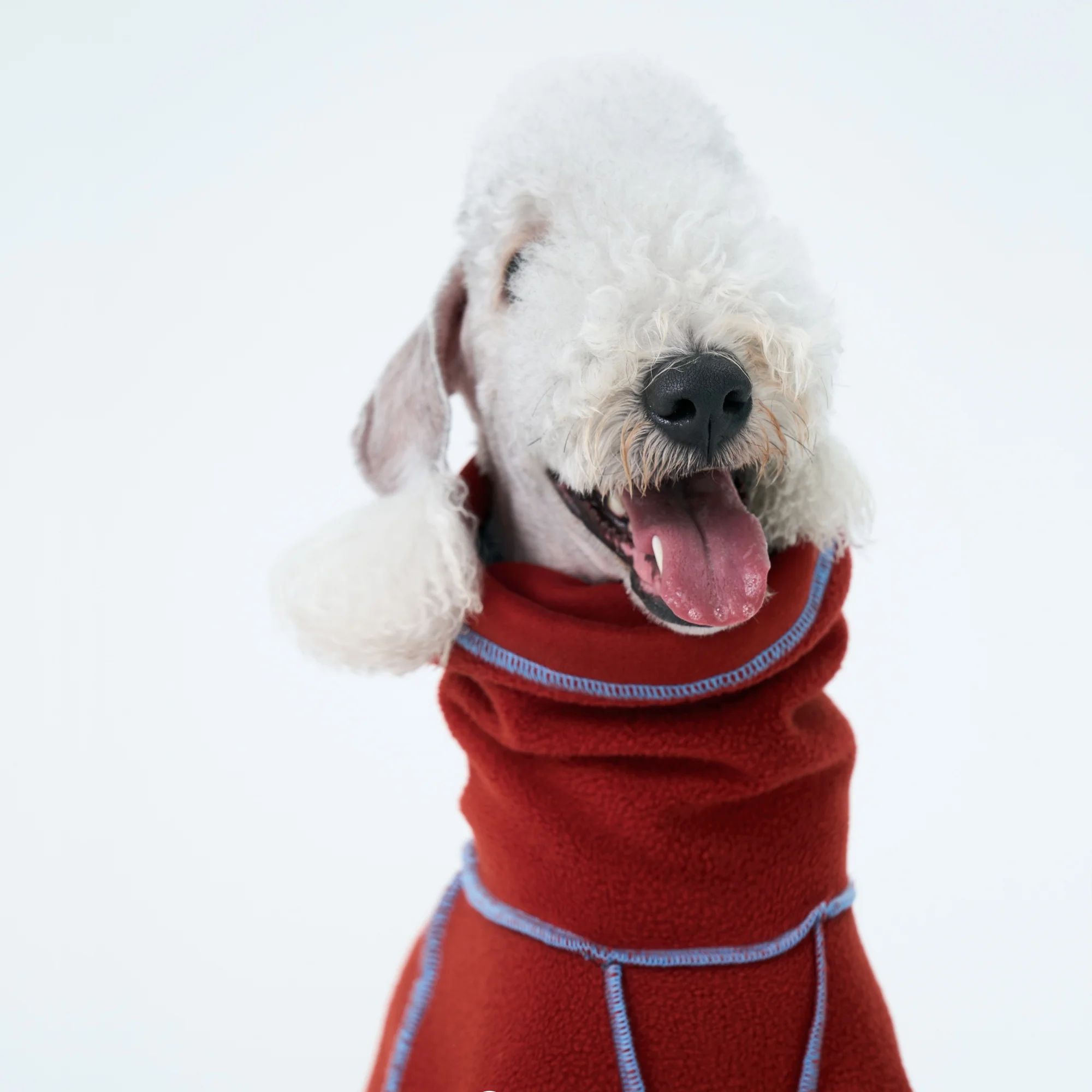 Sudadera beige en un galgo italiano