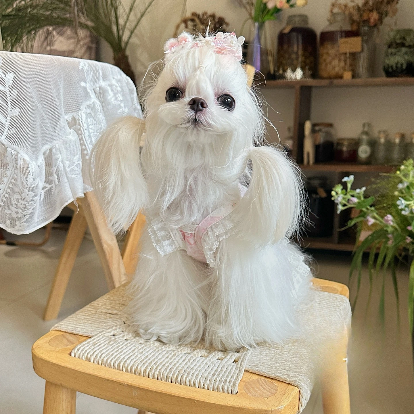 Perro pequeño usando el vestido en parque