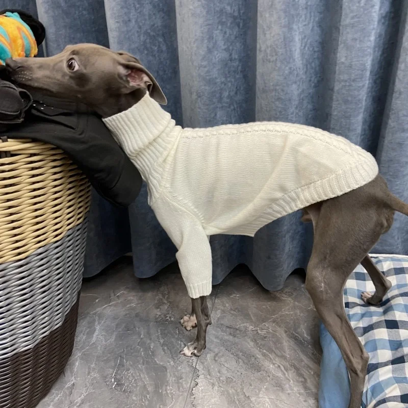 Modelo con chaqueta roja para Whippet