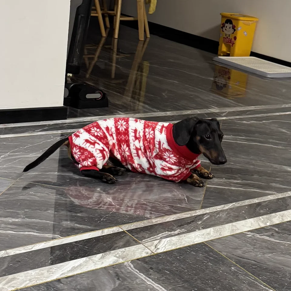 Regalo navideño para perro ABQP
