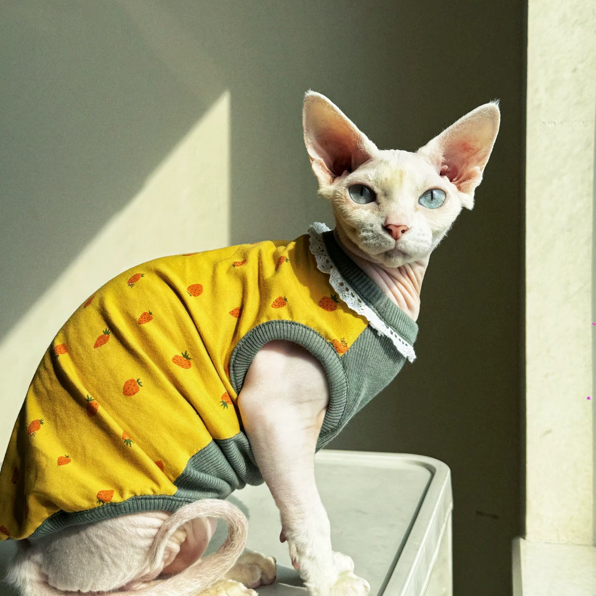 Chaleco en diferentes tallas para gatos