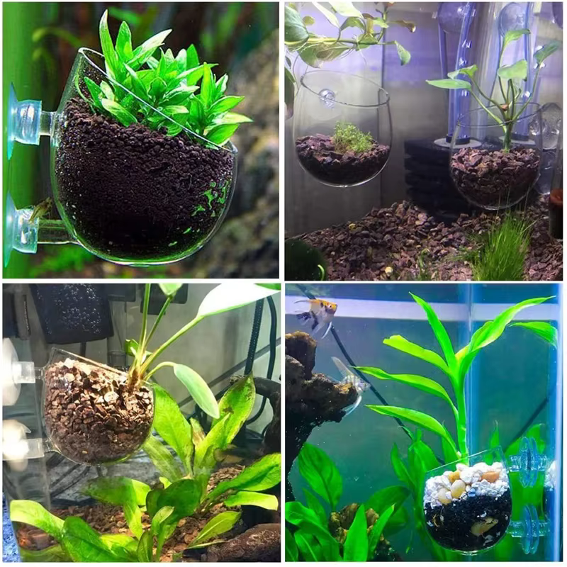 Cilindro vidrio cultivo plantas acuario con ventosas terrario - imagen 3