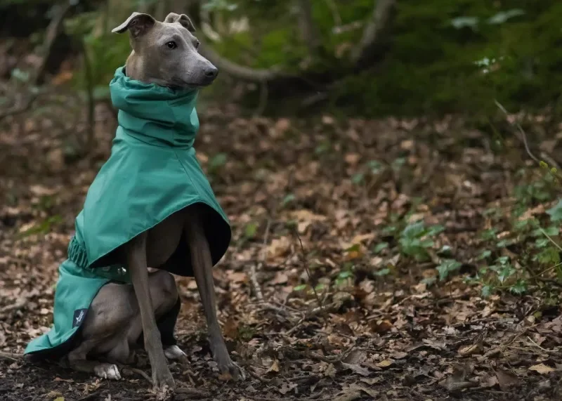 Perro wearing the chubasquero en un parque