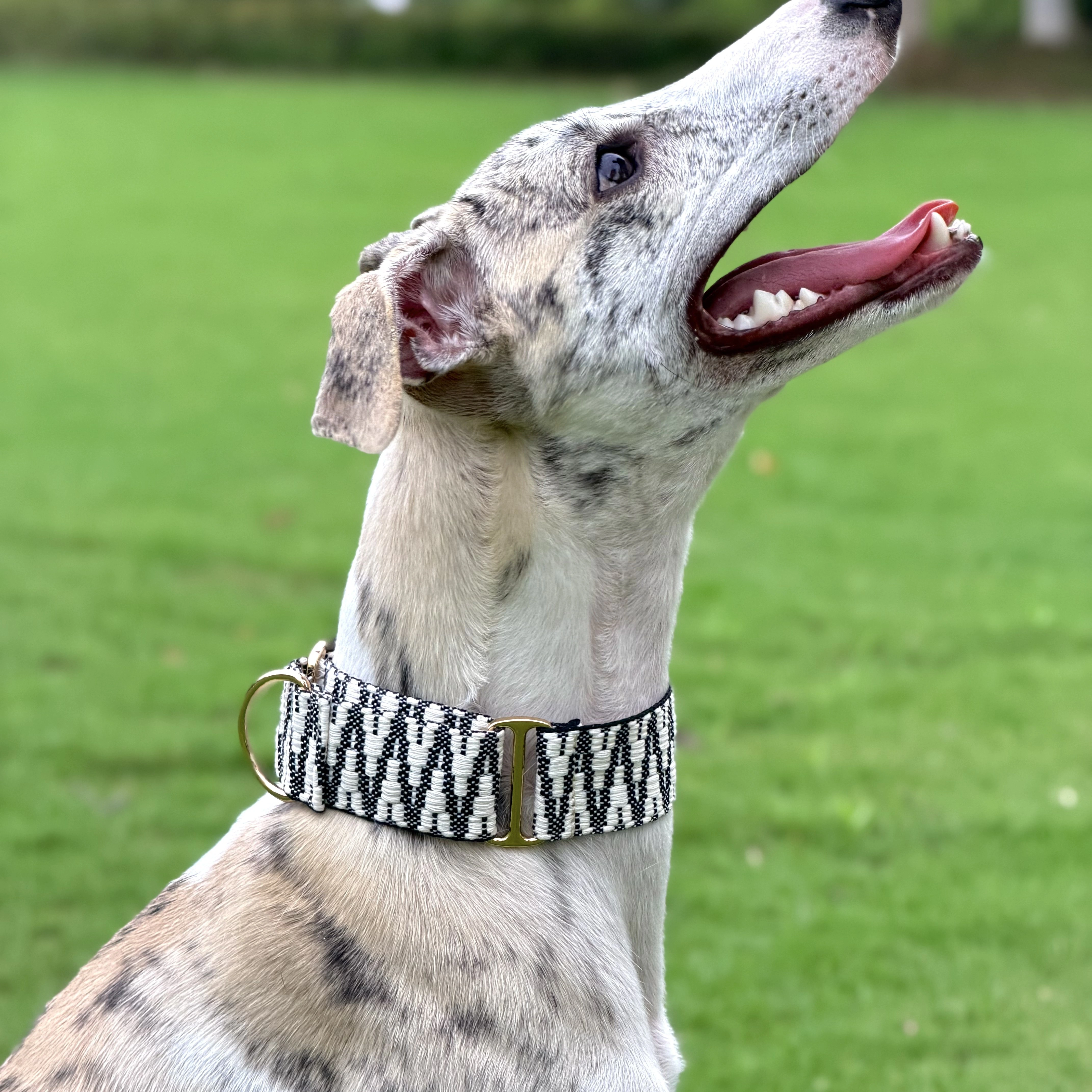 Collar martingala suave para galgos y whippets, ajustable - imagen 2