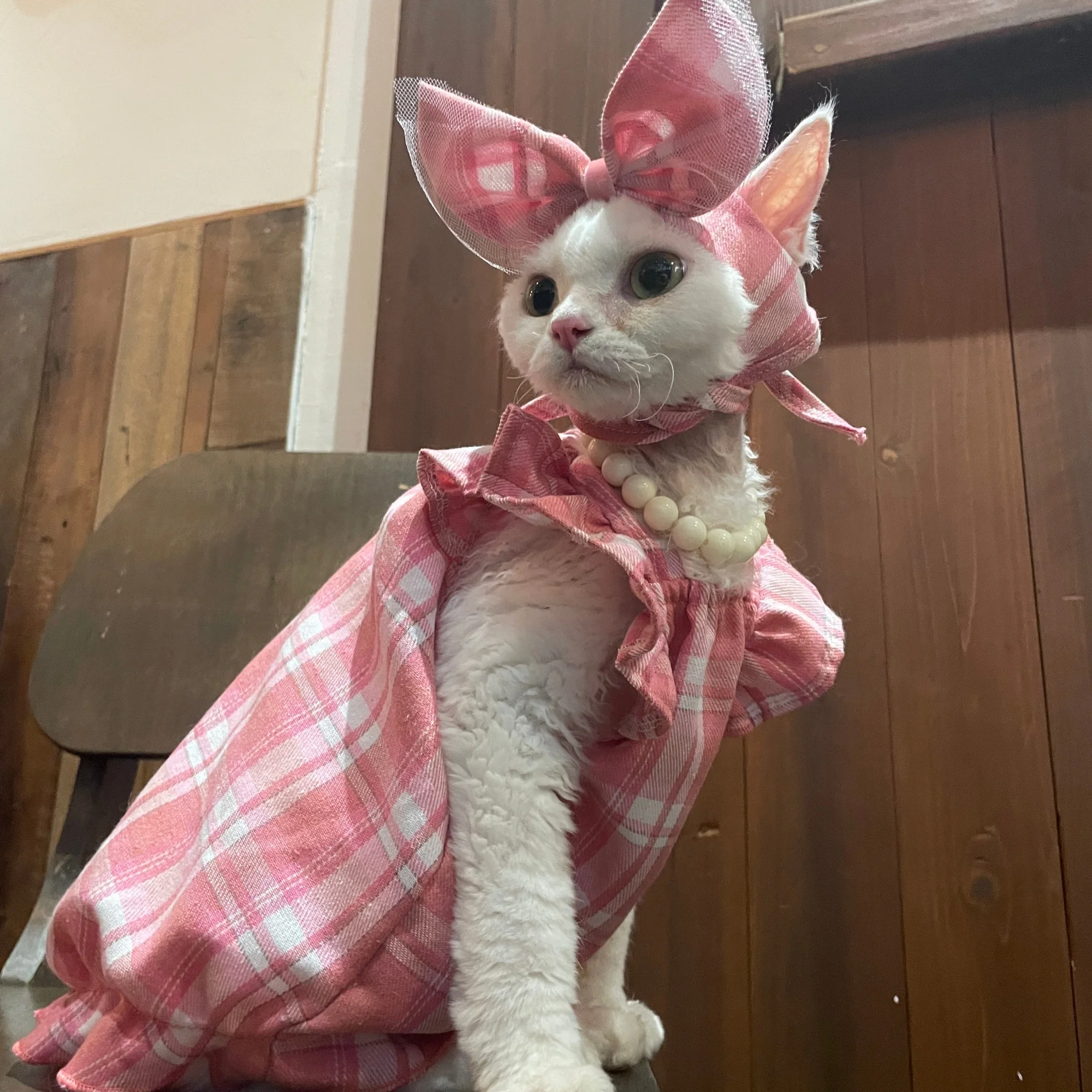 Traje Princesa a Cuadros Rosa para Gatos Devon Rex, Sphynx y Perros Pequeños con Diadema - imagen 5